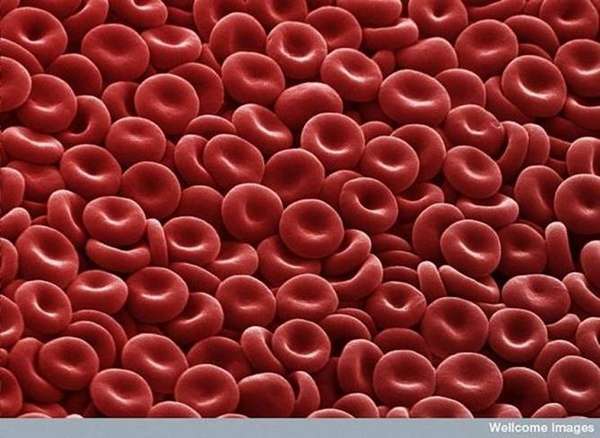 blood cells pictures. Blood Cell